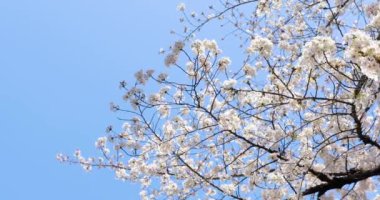 Bahçedeki güzel beyaz çiçekler