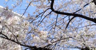 Bahçede güzel bahar çiçekleri