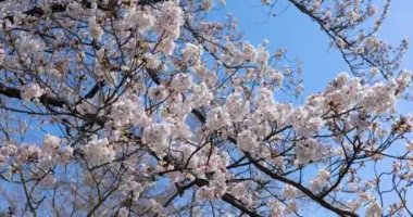 bahçede güzel çiçek açan kiraz ağacı