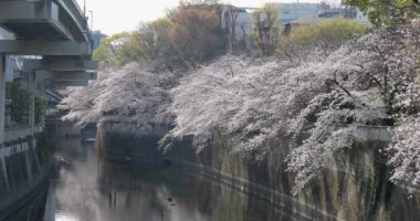 Şehir parkının güzel manzarası