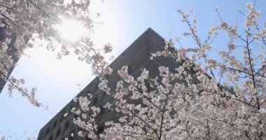 İlkbaharda kiraz çiçeği