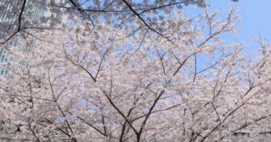 Japonya 'da kiraz çiçeği