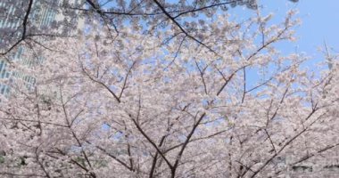 Şehirde kiraz çiçekleri var.