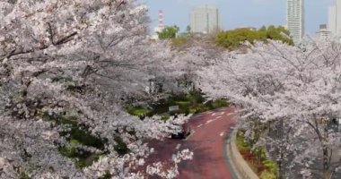 Japonya 'da güzel kiraz çiçekleri