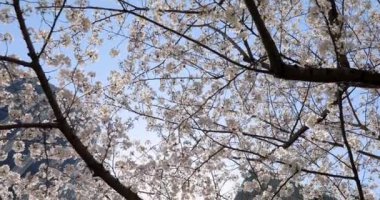 Bahçedeki güzel çiçekler