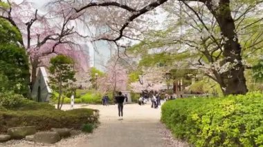 Japonya 'da kiraz çiçekleri, Tokyo