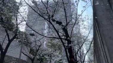 Sabahları parkın manzarası.