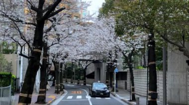 Japonya 'da kiraz çiçeği