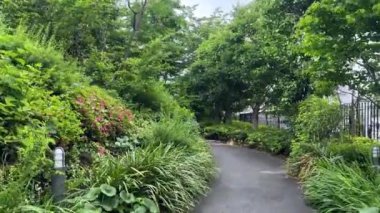 Bahçedeki güzel yeşil yaprakların manzarası