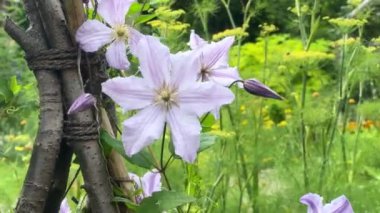 Güneşli yaz gününde bahçede yetişen güzel çiçekler.