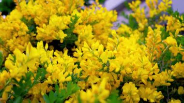 Bahçedeki güzel çiçekler