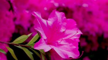 Bahçedeki güzel pembe çiçek