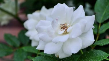 Bahçedeki güzel beyaz çiçek