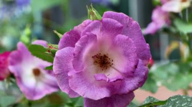 Bahçede güzel çiçekler, çiçek arkaplanı