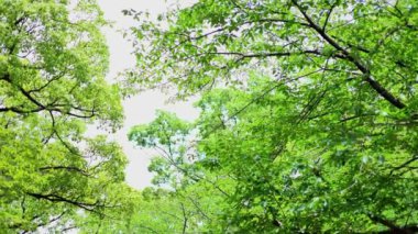 Ormanda yeşil yapraklar