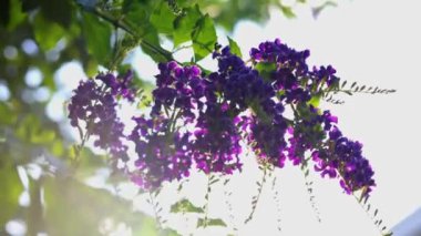 Bahçedeki güzel çiçekler