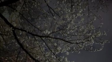 Güzel botanik fotoğrafı, doğal duvar kağıdı.