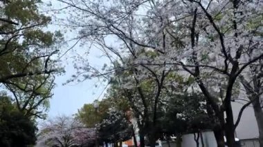 Şehir parkının güzel manzarası