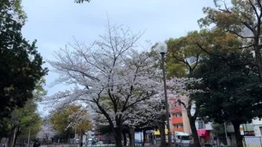 Güzel botanik fotoğrafı, doğal duvar kağıdı.