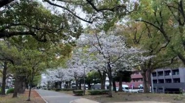 Şehirdeki güzel sonbahar parkı