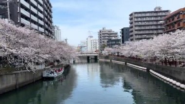 Tokyo şehri, Japonya.