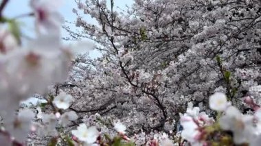 Bahçede güzel bahar çiçekleri