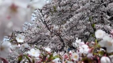Bahçede güzel bahar çiçekleri