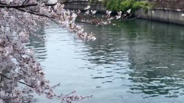 Parkın güzel manzarası