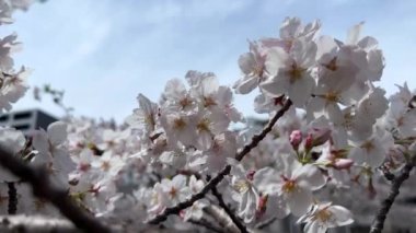 İlkbaharda kiraz çiçeği