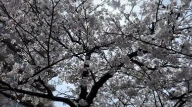 Güzel botanik fotoğrafı, doğal duvar kağıdı.