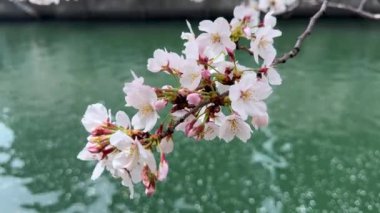 Bahçedeki güzel çiçekler