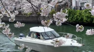 Japonya 'da kiraz çiçeği