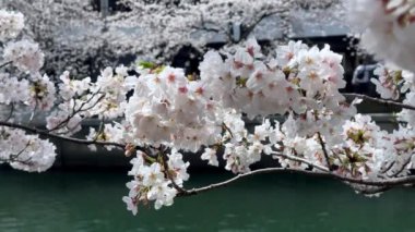 Güzel botanik fotoğrafı, doğal duvar kağıdı.