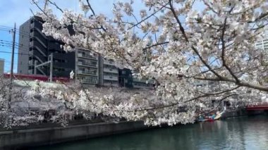 Bahçede güzel bahar çiçekleri