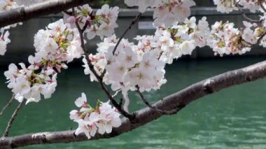 Güzel botanik fotoğrafı, doğal duvar kağıdı.