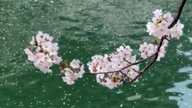 Güzel botanik fotoğrafı, doğal duvar kağıdı.
