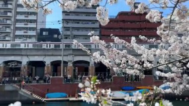 Japonya 'da kiraz çiçeği