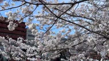 Güzel botanik fotoğrafı, doğal duvar kağıdı.