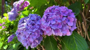 Bahçedeki güzel çiçekler