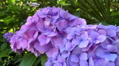 Bahçedeki mor çiçek