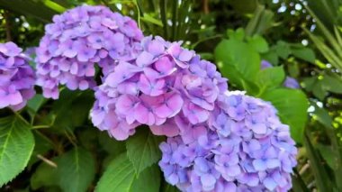 Güzel botanik fotoğrafı, doğal duvar kağıdı.