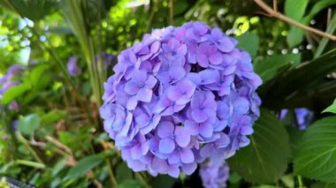 Mor ortanca çiçeğinin yakın plan fotoğrafı bulanık arkaplanlı