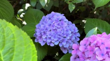 Bahçedeki güzel çiçekler