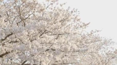 Bahçede güzel bahar çiçekleri