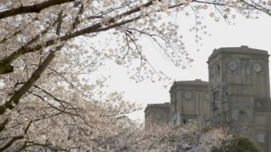 Tokyo, Japonya kiraz çiçekleri