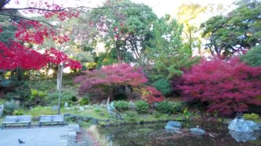 Renkli yaprakları ve ağaçları olan güzel sonbahar manzarası