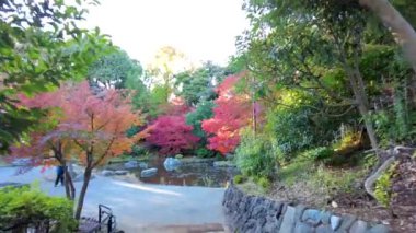 Bahçedeki güzel renkli yaprakların yakın plan çekimi.