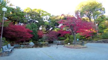 Sonbahar mevsiminin güzel sonbahar yaprakları