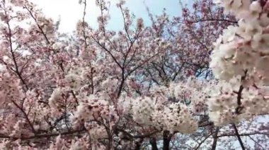 İlkbaharda kiraz çiçeği