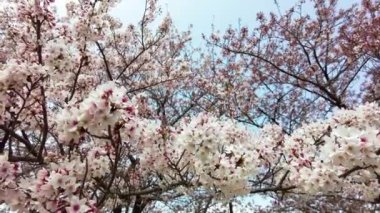 Bahçede güzel bahar çiçekleri